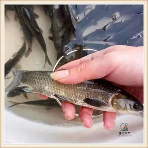 ȫ����Ӧ��˿������ ���ܶ���ֳ���������� �ӽ�������