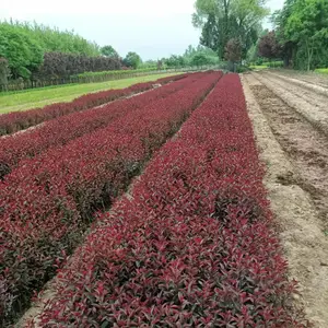 紫叶矮樱供应 陕西紫叶矮樱种植 西安紫叶矮樱***批发
