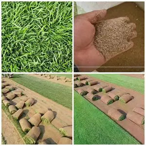 ?河北地区道路两边草坪唐山草皮铺设草种草籽播种养护种植?供应?唐山草坪