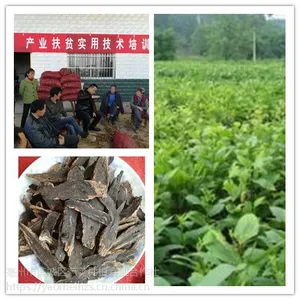 玄参种苗批发 玄参种苗种植