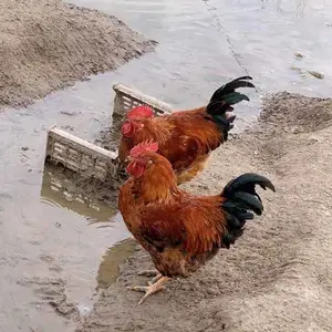 苏州散养公鸡好吃吗