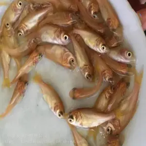 �ʻ���ͷ���� ���ͷ����ͷ�㻨����������