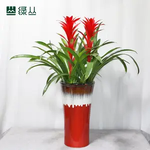 开业送礼绿丛园林凤梨鸿运当头大型凤梨盆栽室内客厅新年花卉四季开花办公室武汉配送