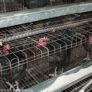 出售正宗农村放养绿壳蛋鸡苗