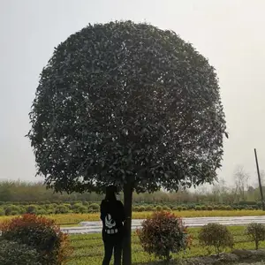 ���¹�Ҳ�ǳ��������𻨣����ǵĹڷ����ȣ��߶�ͳһ�����ʺ��е�����ֲ