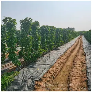 ������ֲ������ӣ���� ��������п� �������� ��ũũҵ