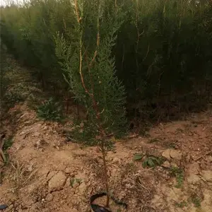 ���֦ ������������������ ��������� ������Ӧ