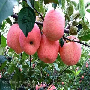 ��״ƻ������ ��Ӧ������ ˧����ľ ��ľһ��ƻ������ һ��