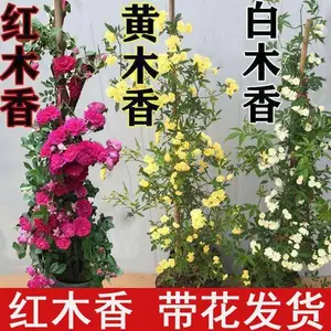 ľ�㻨������ֲ��Ũ���ļ�Ǿޱ��ͥԺ��ľ�㻨����������������