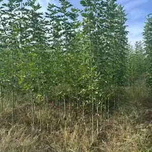 山东烟台海阳速生白蜡树苗基地批发,一年生白蜡小苗产地报价，规格齐全好养易活,白蜡苗木供应商厂家上车价格