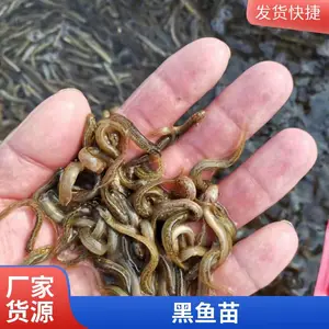 烟台本地黑鱼苗泥鳅鱼苗养殖场鲜活苗种发往全国