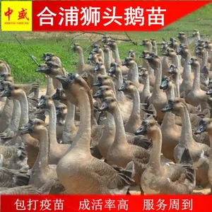 鹅孵化场出售广西南宁合浦狮头鹅苗批发多少钱一只黑狮头鹅苗养殖技术统货高成活率***