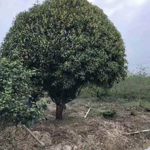 西藏拉萨精品桂花苗木基地价格行情
