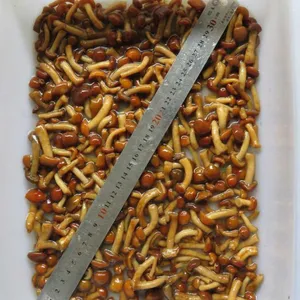 河北供应盐渍滑子菇,出口标准,常年供应