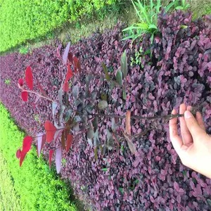 江苏南京杜鹃厂家优良品质