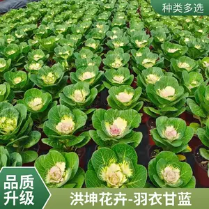 草花批发 时令花卉 冬季花卉 耐寒花卉 工程花苗 羽衣甘蓝供货批发甘蓝