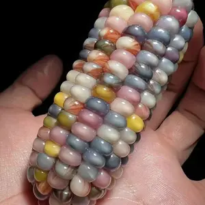 宝石玉米 种苗 龙鳞玉米 种苗 盘玩玉米 种苗 文玩玉米 种苗 宝血玉米 种苗 血丝玉米 种苗 种子批发