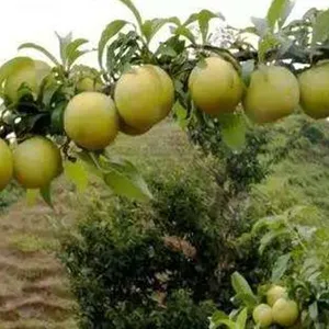 �Ĵ���������������2019���Ĵ������������籨��