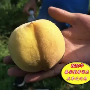 中晚熟黄桃优选黄金蜜4号桃苗