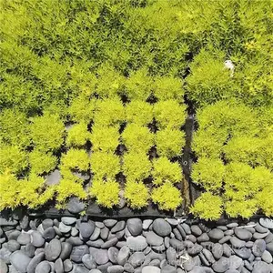 今年佛甲草怎么卖 地被植物佛甲草价格