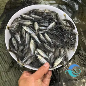 港发鱼苗场 现有大量加州鲈鱼苗 2公分以上货源充足货源 支持供苗上门