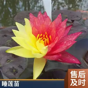 水体绿化工程用花色多样睡莲苗负责施工包成活当年开花基地销售
