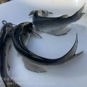 ��ҵ***����***��β�t���� ���ϲ�β�� ��β�tˮ�����ֹ��