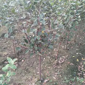��״ƻ������ ��Ӧ������ ˧����ľ ��ľһ��ƻ������ һ��