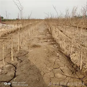 1����ʯ���� �߲�ʯ���� ʯ������ һ��