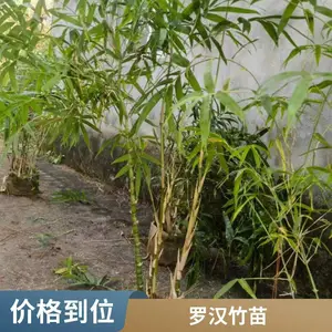 罗汉竹 别墅公园小区绿篱隔断绿化竹子竹苗 四季常青生长旺盛