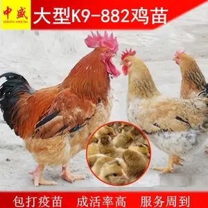 贵州贵阳K9鸡苗价格行情-882鸡苗批发网包邮-快大型麻黄鸡苗孵化场养殖技术指导