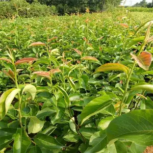 俄罗斯8号樱桃苗采果后虫害预防