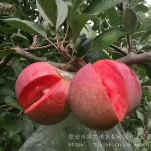 福早红苹果苗价格、福早红苹果苗基地供应