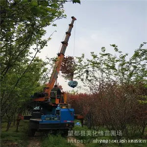 ����Ե ��÷���籨�� ÷���� ����ֱ��
