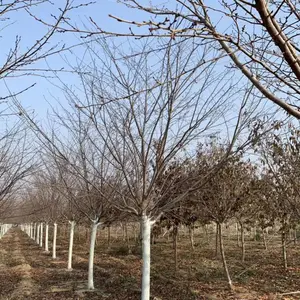 樱花树苗 樱花树产地直销 大规格樱花树