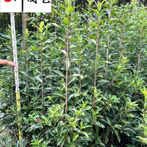 法国冬青基地直供 80-200公分法国冬青好货批发 绿篱围栏工程园林绿化