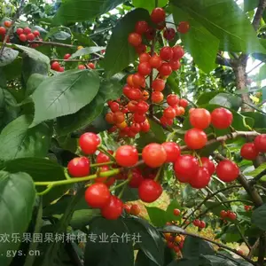 ��觺�ӣ��/�������ӣ����ֲ����/��觺�ӣ���繩Ӧ ��ӣ���� ��ɫ��ɫӣ����