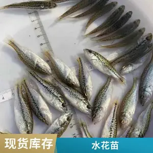 陕西宝鸡鲈鱼苗鲟鱼苗养殖基地大小规格齐全存活率高