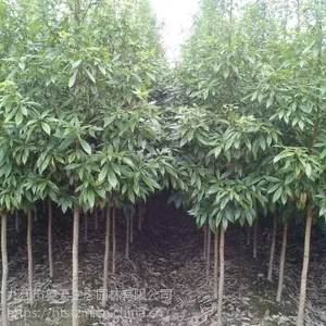 昊天园林3公分楠木苗木供应价格