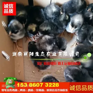 优质小种母苗黑芦花鸡苗另有青脚土鸡苗草鸡苗包打疫苗禽苗行情报价