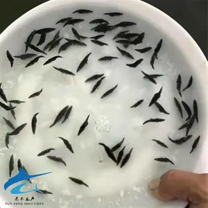 ��***��ˮ�������� ��������籨�� �Ʒ���������緱ֳ