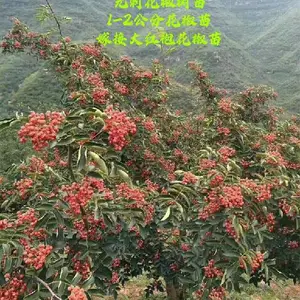 河北嫁接花椒苗产地批发