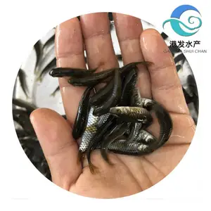 质优军鱼苗 港发水产养殖场专注做好各类淡水鱼苗 大号青竹鲩鱼苗易养