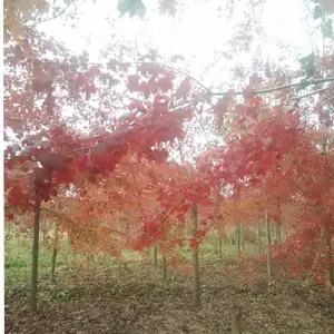 松树周边附近绿化苗圃绿化苗木