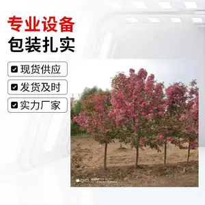 �羰������������ �е�16���ֺ����� �ز�С������ľ