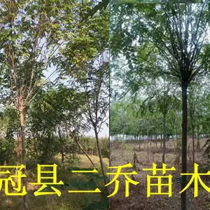 冠县8公分香花槐基地
