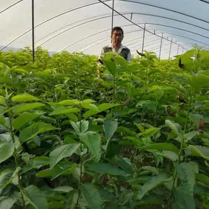 一根棍樱桃苗现货批发-江苏一根棍樱桃苗-山东鑫农园艺