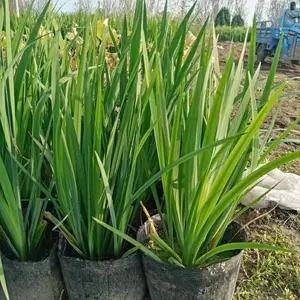 黄菖蒲 挺水宿根草本植物 植株高大 根茎短粗