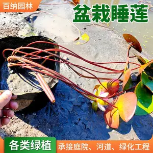 ��ɫ˯���� ����˯�� ˯���� ����˯���� ˯���� ����˯������ع�Ӧ