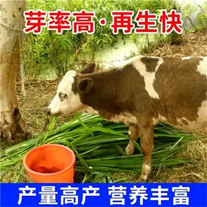 �������ҳ�����ֲ��ѳ������������̻����Ѳ�����